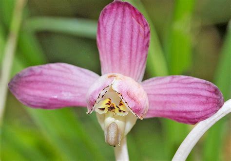 鍾馗蘭|ショウキランの育て方と花や菌根など植物の特徴をわかりやすく。